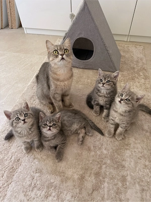 Bkh Kitten Tabby 3 Kater abgabe sofort