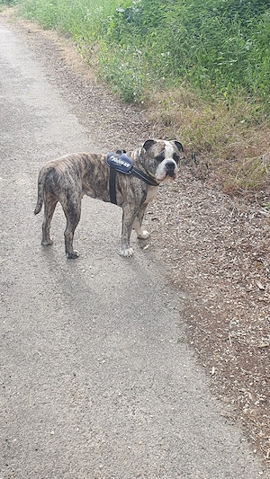 New english Bulldog  Bild 2