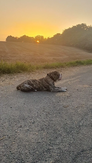 New english Bulldog  Bild 3