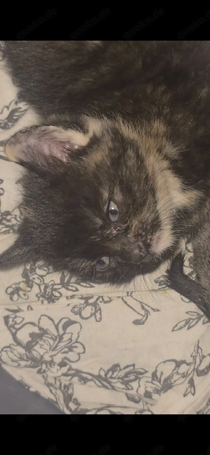 3 kleine Kitten