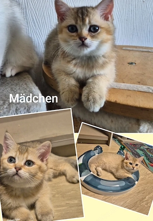 Reinrassige Bkh Kitten 