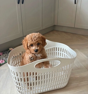 Eine weibliche Maltipoo-Welpin sucht ein Zuhause.