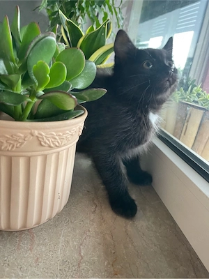  drei süße schwarze Babykatzen