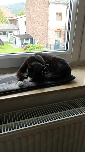 Schmusekatze mit Zubehör dringend abzugeben