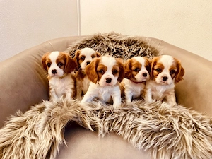 Cavalier King Charles Welpe - RÜDE - Blenheim