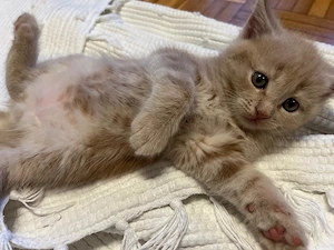 Main Coon  British Kurzhaar Kitten 