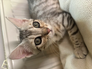 Benger Mix kitten suchen ab sofort ihr neues zu Hause