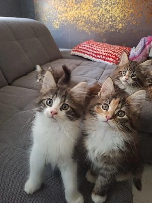 Reinrassige XXL Maine Coon Kitten dürfen ausziehen! 