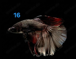 Kampffisch Männchen Betta splendens Halfmoon Multicolor 