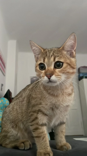 Simba sucht ein neues Zuhause 