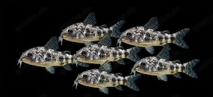 marmorierter Panzerwels Hoplisoma paleatus 