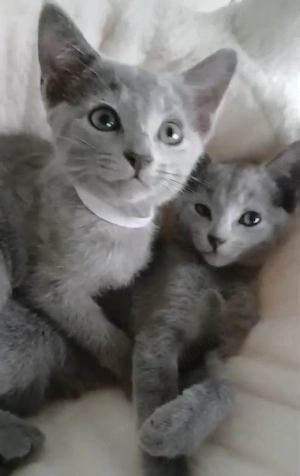 russisch blau kitten