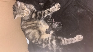 Katzenbabys zum verkaufen