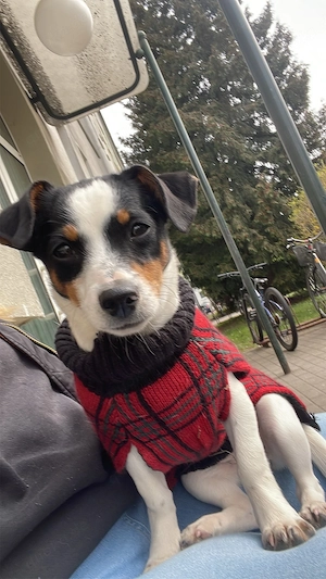 Jack Russel - Chihuahua Junghündin 