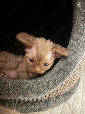 Devon Rex Mädchen   Braun 
