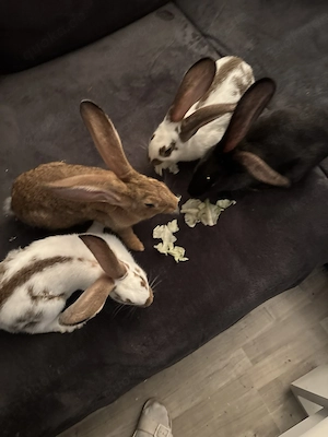 Hasen Kinder suchen ein liebesvolles neues Zuhause