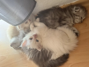 Britisch Langhaar Babykatzen