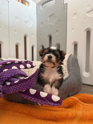 Yorkshire Terrier, Welpe  