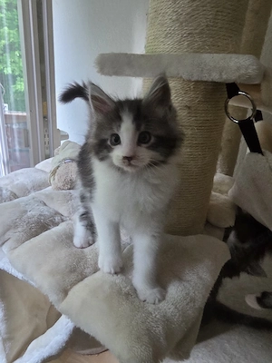 4 Maine Coon Kater 