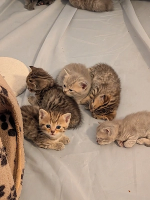 BKH Kitten suchen einen schönes Zuhause 