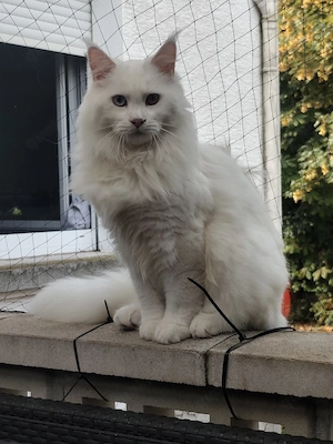 Maine Coon Katerchen