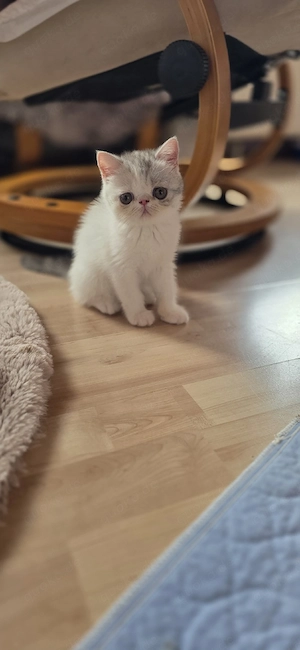Exotic Shorthair  Baby 