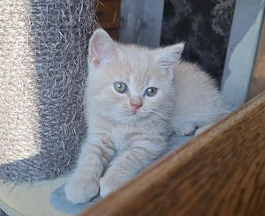 Britisch kurzhaar Kater mit Stammbaum BKH creme