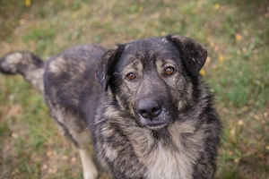 *SHADOW* - Ich bin lieb und freundlich, lerne gerne, und ich brauche Beschäftigung 