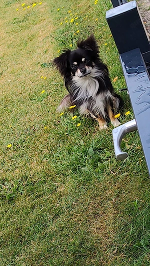 Chihuahua Rüde Rocky
