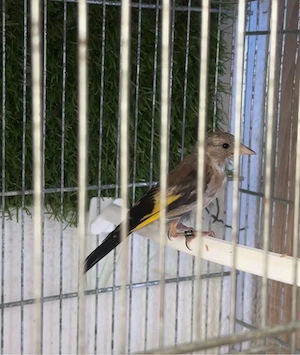 junge vogel 