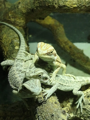 Bartagamen NZ Pogona Vitticeps