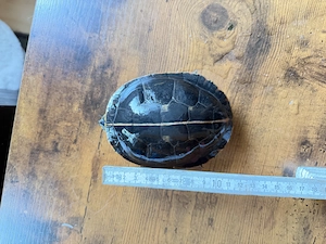 Chrysemys picta dorsalis 0.2.0 (südliche Zierschildkröte)