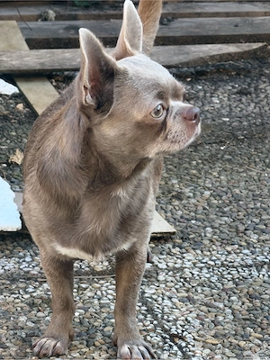 chihuahua rüde 2 jahre alt 