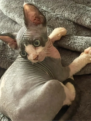 sphynx kitten 
