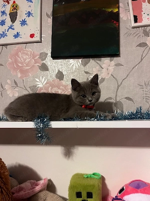 wunderschöne BKH weibchen