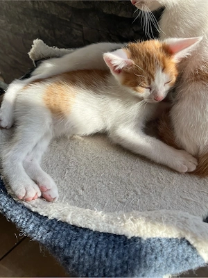 Kitten baby 