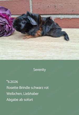 Weibchen Rosette Meerschweinchen 