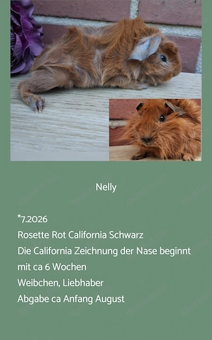 Weibchen Rosette Meerschweinchen 