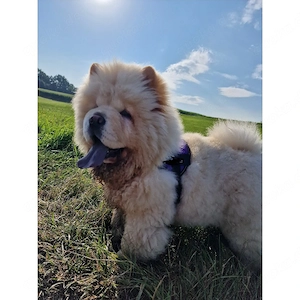 Chow Chow welpe