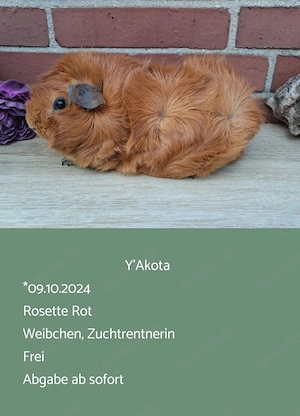 Weibchen Rosette Meerschweinchen  Bild 8