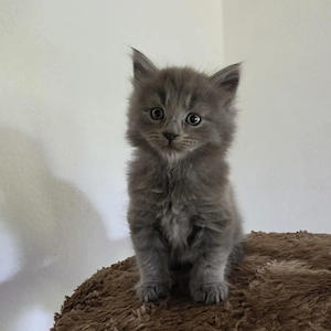 Süße Maincoon Heilig Birma