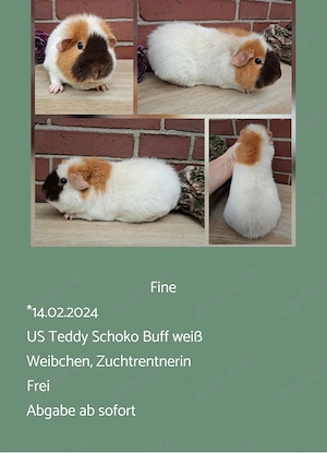 Weibchen US Teddy Jungtiere Erziehertier Meerschweinchen 