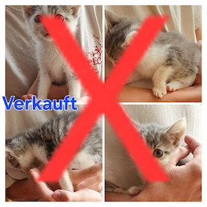 Kätzchen Weiblich