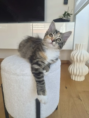 Ragdoll Mix Kitten 