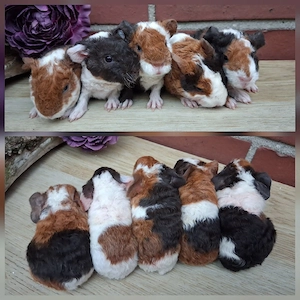 Weibchen US Teddy Jungtiere Erziehertier Meerschweinchen 