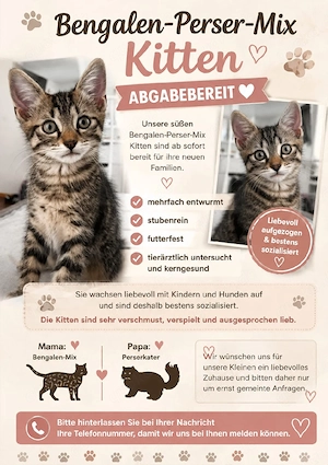 süße Perser mix kitten Abgabebereit 