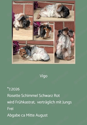 vers. Frühkastrat Meerschweinchen Glatthaar Rosetten