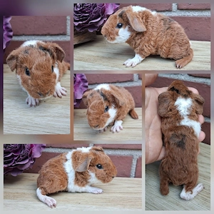 Frühkastrat US Teddy Meerschweinchen Jungtiere 