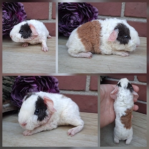 Frühkastrat US Teddy Meerschweinchen Jungtiere 