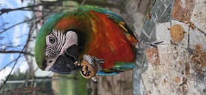 Hybrid Ara ,Hahn ,7 Jahre alt 